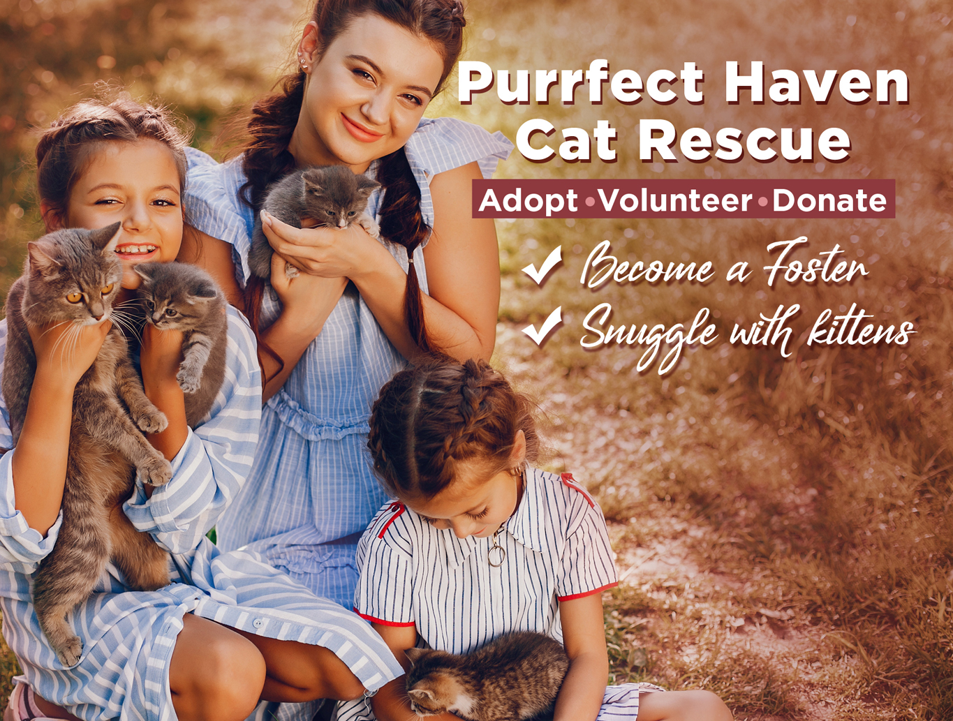 Cats For Adoption Purrfect Haven Cat Rescue