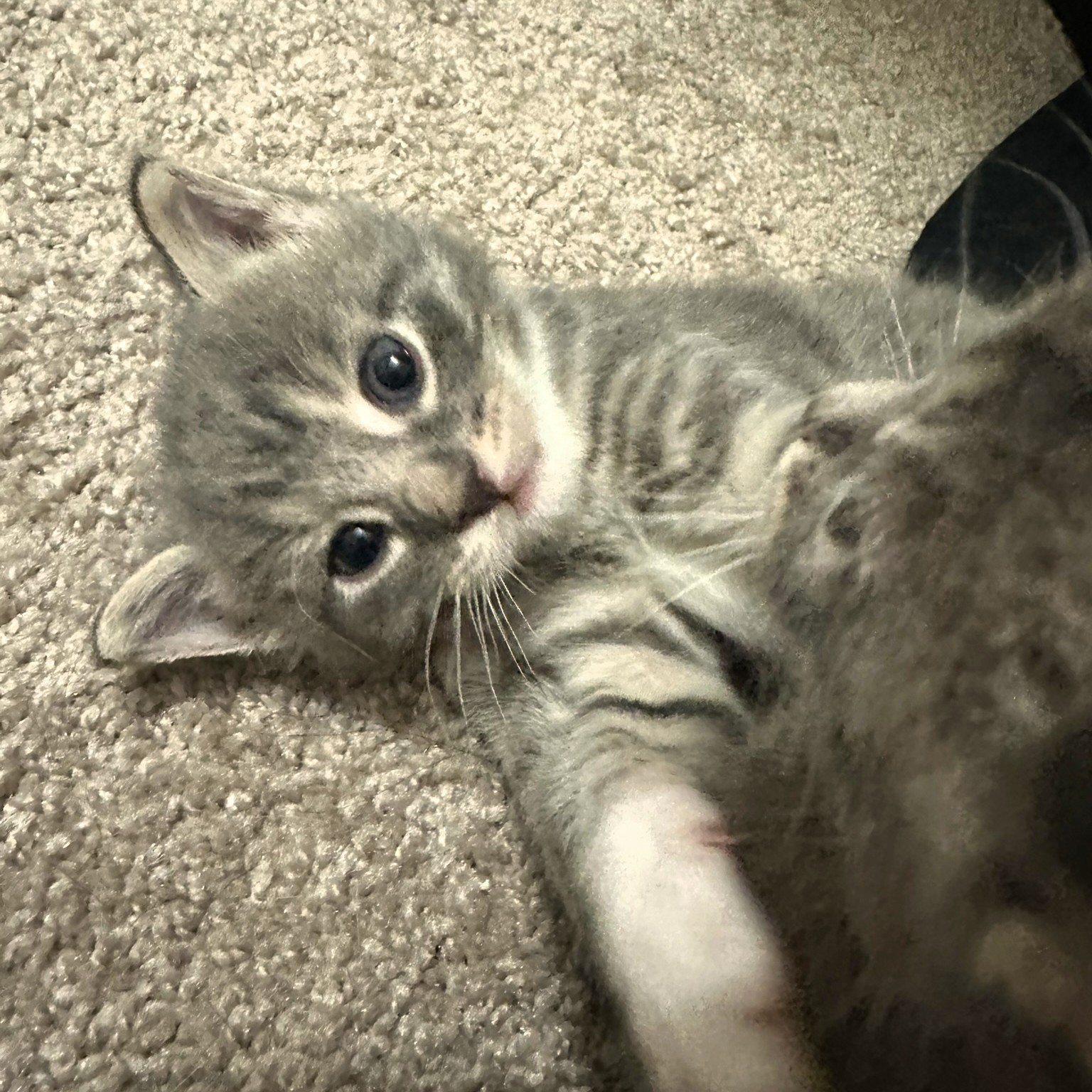Haven Cat Rescue: Transforming Lives One Cat at a Time